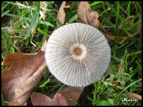 le temps des champignons