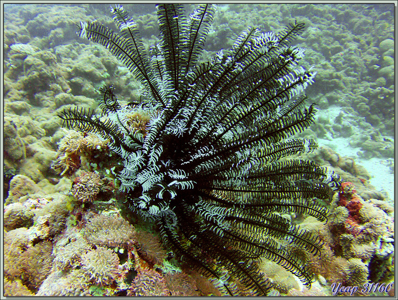 Comatule de Schlegel (Comaster schlegelii) - Dega Thila - Atoll d'Ari - Maldives