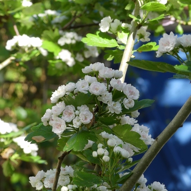 Blanc d'avril...