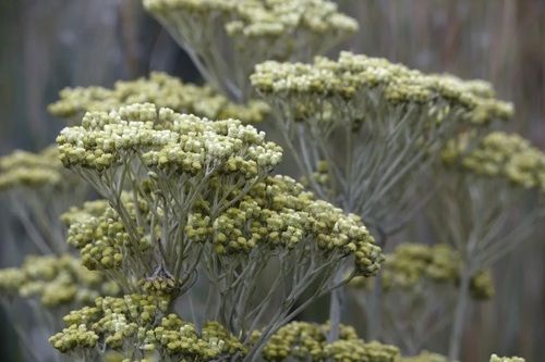 Helichrysum nudifolium.jpg