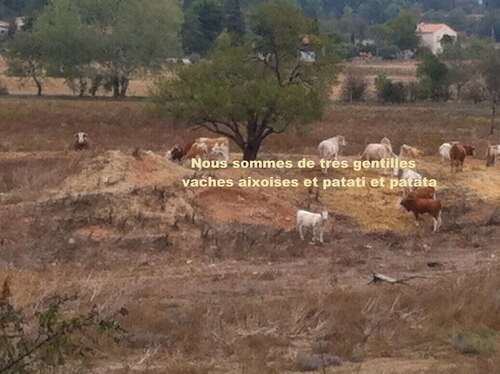 Bergerie ruinée et vaches pensantes