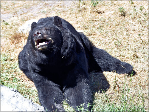 Photos d'Ours noir - Zoo du Bassin d'Arcachon