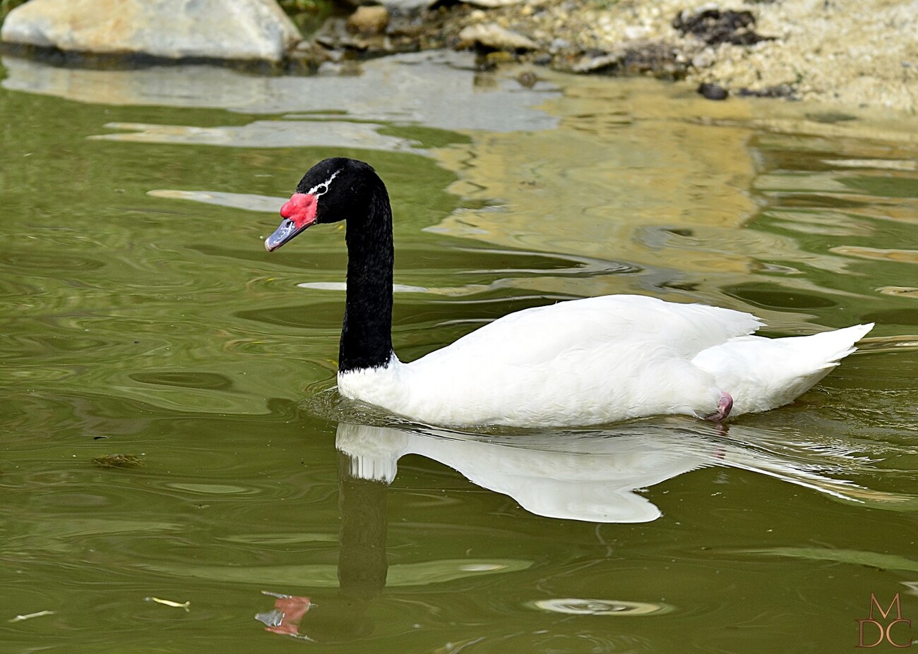 CYGNE à cou noir