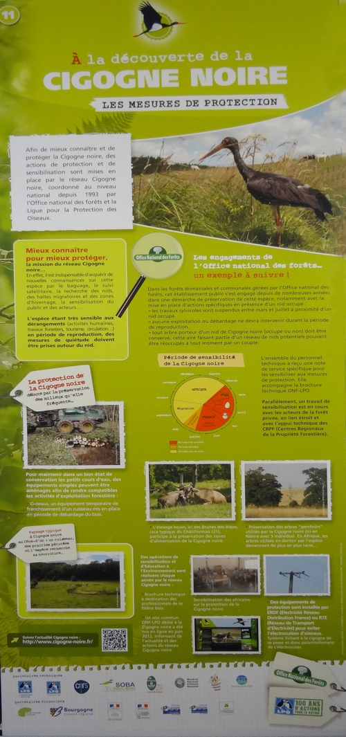 Une exposition sur la cigogne noire est visible au Musée Buffon à Montbard jusqu'au 10 mars 2014