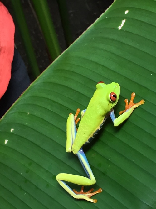 Costa Rica grenouilles et crapauds