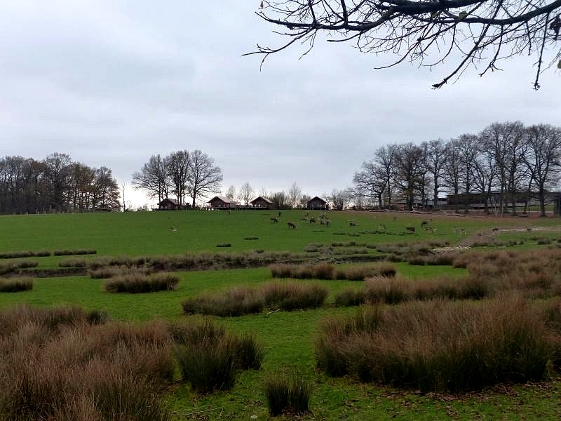 Moselle / Novembre au bord de l'étang du Stock et au Parc Animalier de Sainte-Croix...