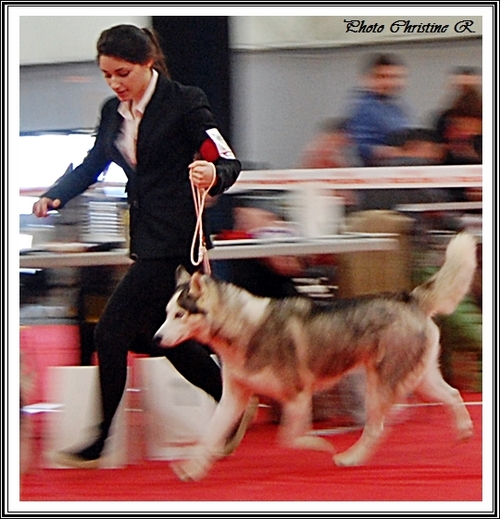 Exposition canine de Toulouse (21 mars 2015)