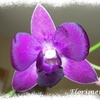 Dendrobium_violet_2014_01
