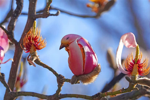 L'orchidée oiseau vous connaissez ?