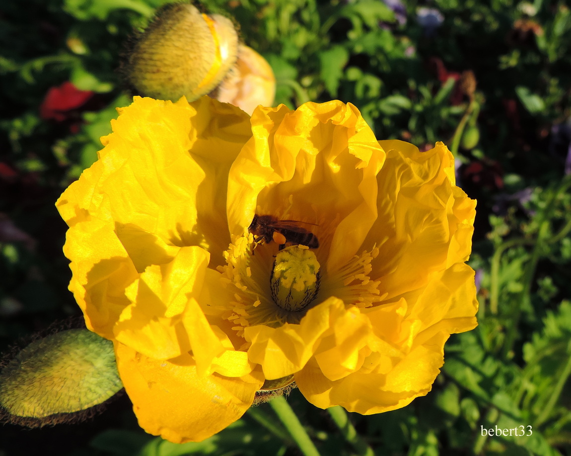 une abeille sur une fleur 