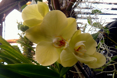 Madère : le jardin des orchidées ... n4