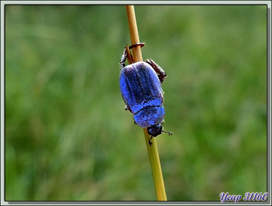 Hoplie bleu (Hoplia caerulea) - Boucou - Sauveterre-de-Comminges - 31