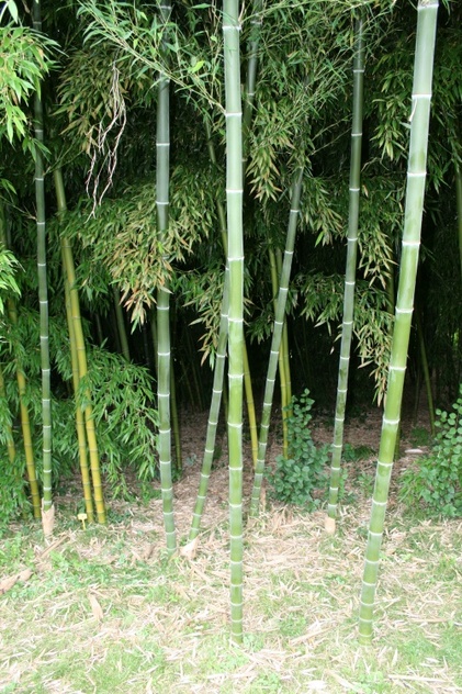 La bambouseraie de Fismes