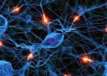 L'intelligence dans les neurones.