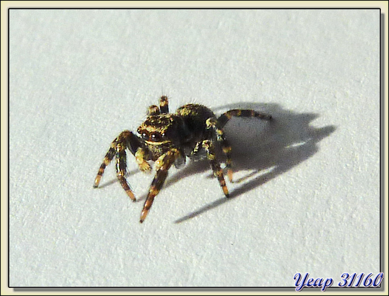  Minuscule araignée sauteuse (saltique) - Lartigau - Milhas - 31