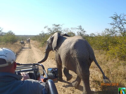 AFRIQUE du SUD : juin 2018 : 2 ème safari