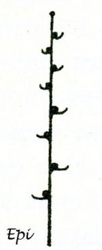 Inflorescences