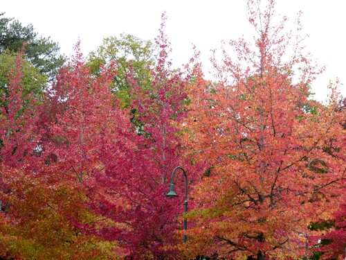 Jeudi - La vallée du Cens - Les beaux feuillages d'Automne !!!