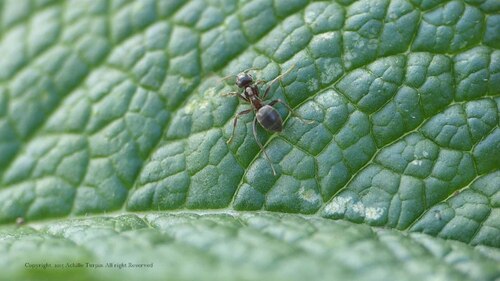 Insectes au jardin