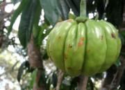 Garcinia Cambogia Extract