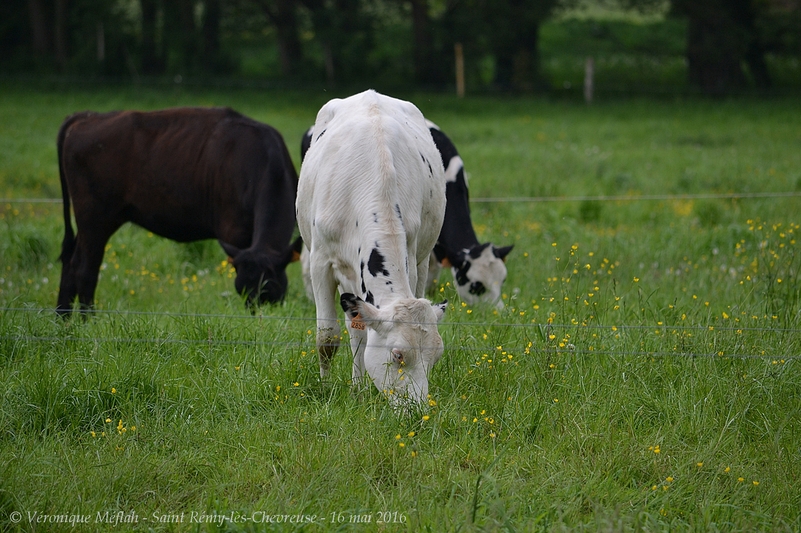 Saint Rémy-lès-Chevreuse : La ferme de Coubertin : Les vaches laitières