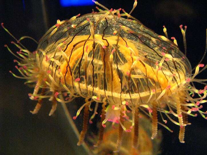 Invertébrés marins:  D'envoûtantes méduses en 20 photos