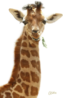 girafe.png