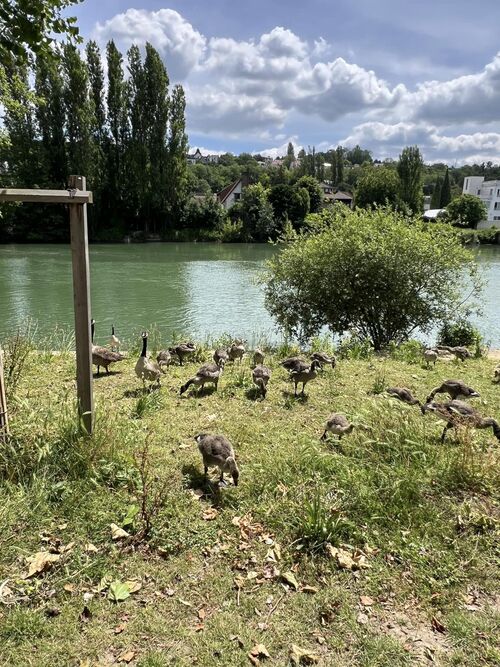 un petit tour au bord de l'eau, pour mes jeunes .. 