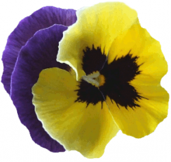 Tube fleur, tube pensée