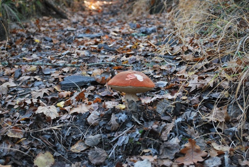 Le temps des champignons