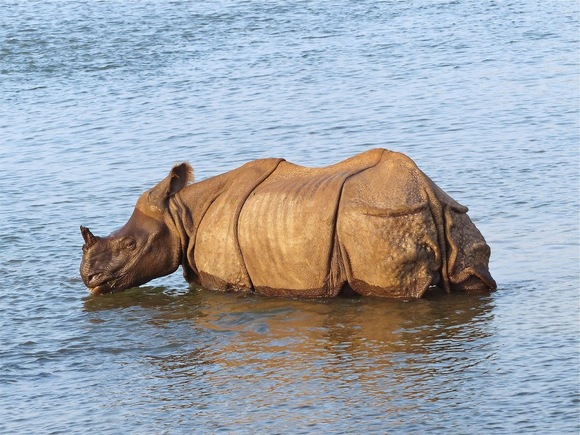 le rhinocéros unicorne ou indien