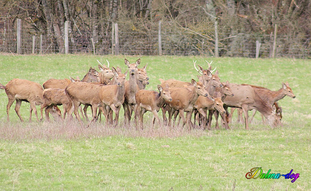 cerfs et biches en semi libertés