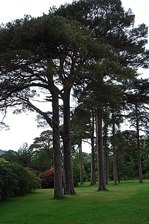 Muckross House - Irlande - mai 2011 008