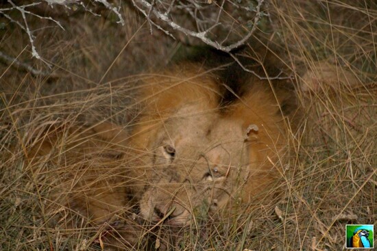 AFRIQUE DU SUD : Juin 2018 : Qu'allons nous découvrir dans ce nouveau safari 1/2