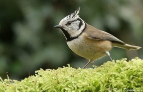                                                        **  LES OISEAUX AU PRINTEMPS..!!**