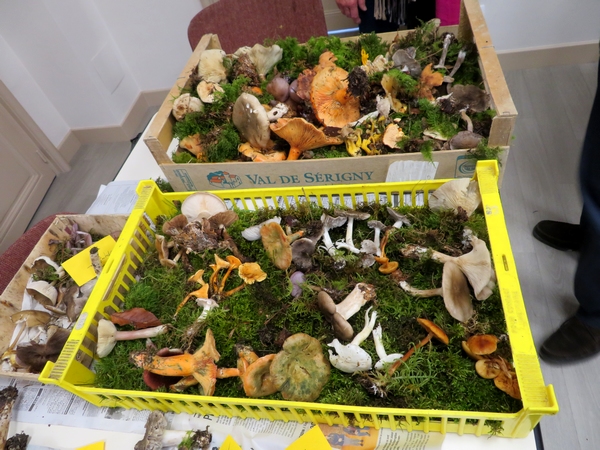 Une belle récolte de champignons déterminée par la Société Mycologique du Châtillonnais...