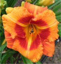 hemerocallis-tigger