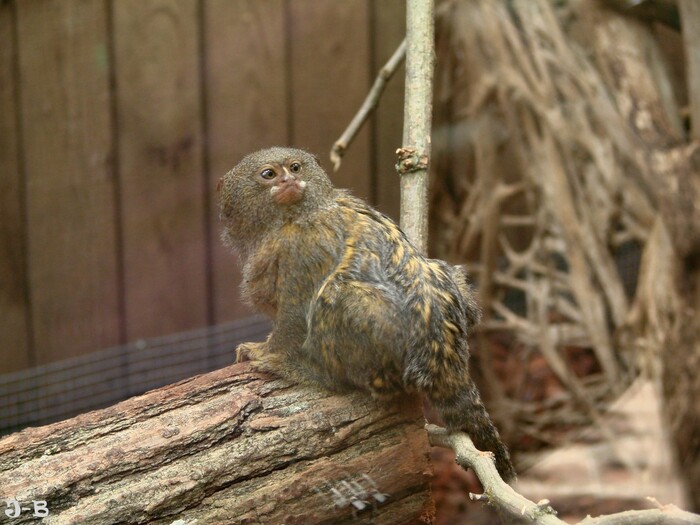 Zoo de Beauval,