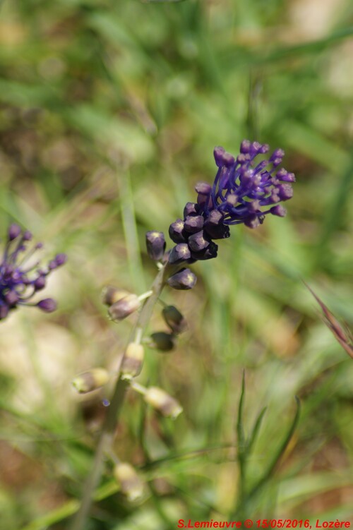 Muscari à toupet