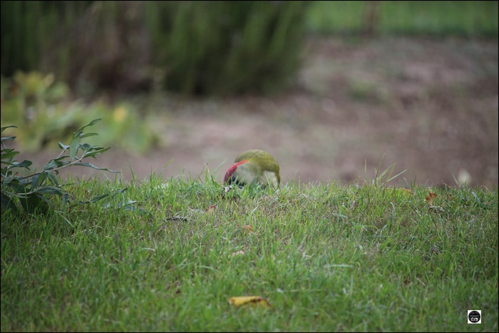 Pic vert Picus viridis - European Green Woodpecker