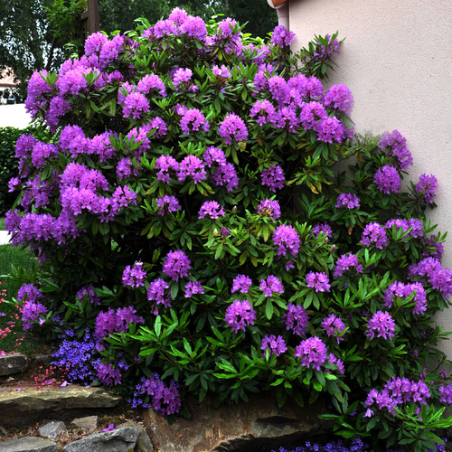 Le Rhododendron