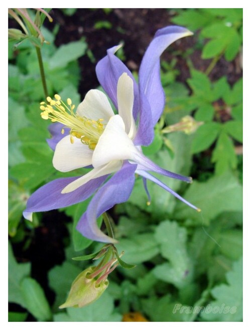 Ancolie bleue du jardin 2016