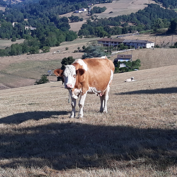 Retour à la campagne..