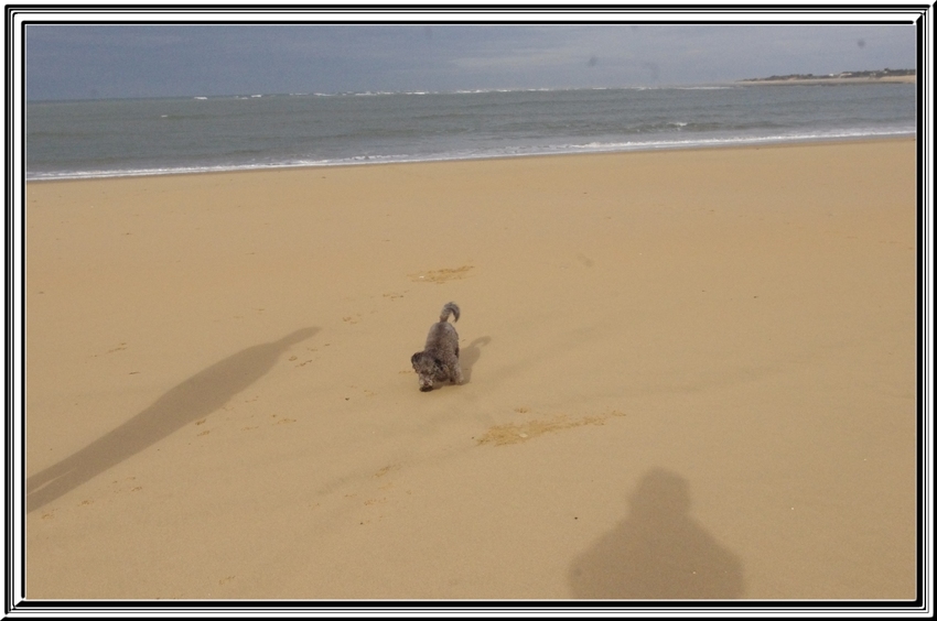 Titi Falcon à la plage