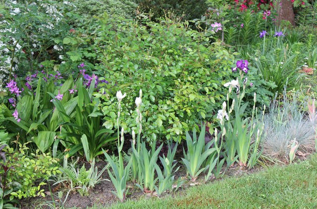 Iris germanica albicans