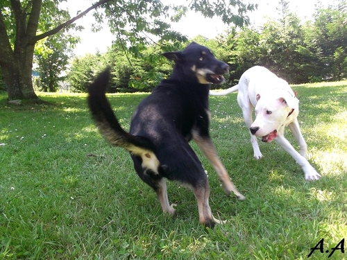 Cani roller et jeux