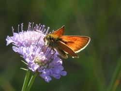 un papillon