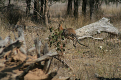 O Wallaby Style 