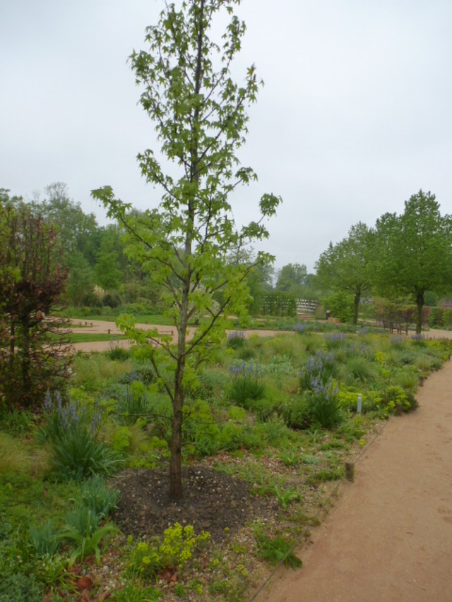 SUITE DES JARDINS DE CHAUMONT