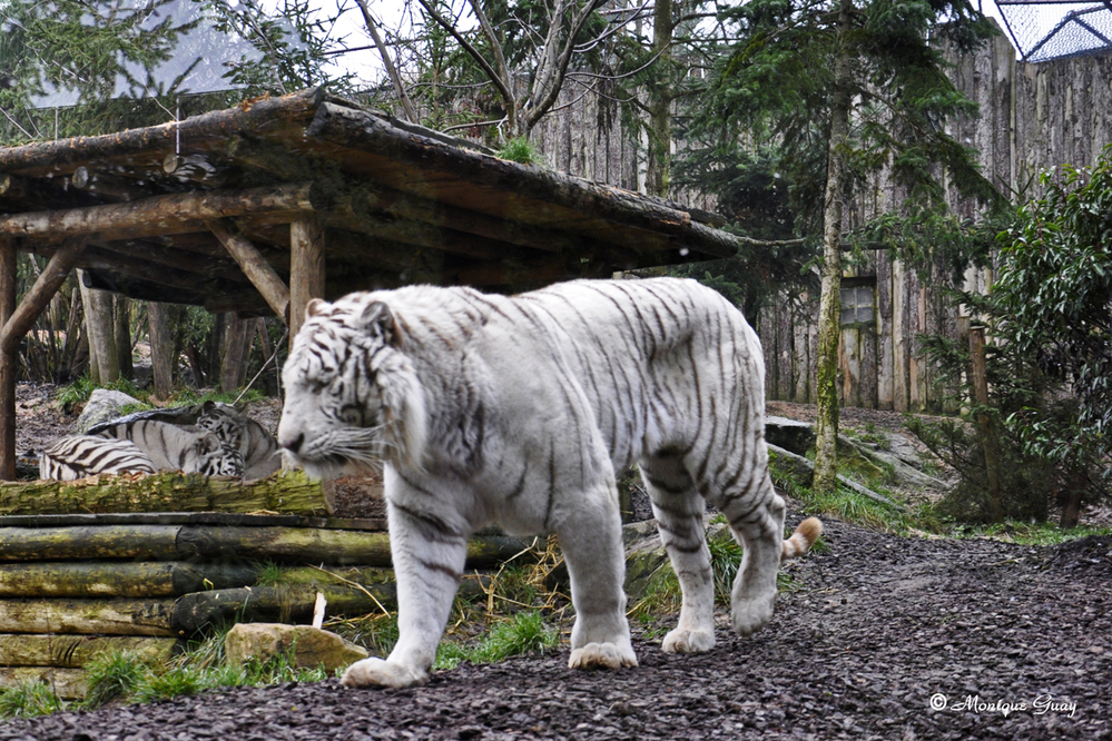 Les tigres blancs du zoo d'Amnéville